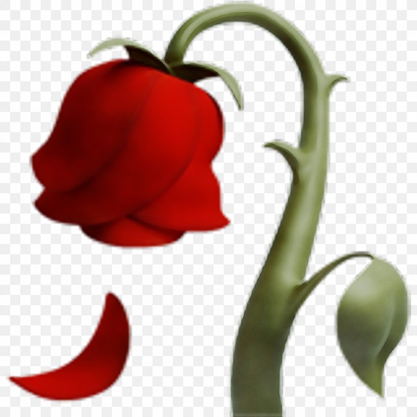 Love Flower, PNG, 1024x1024px, Peach Palm, Aphrodisiac, Bell Pepper, Cali, Flower Download Free