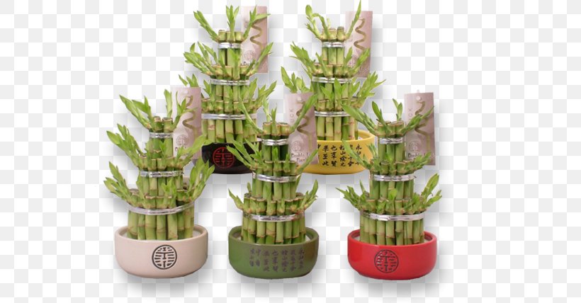 Lucky Bamboo Plant Flowerpot Internet, PNG, 631x428px, Lucky Bamboo, Bamboo, Ceramic, Container, Feng Shui Download Free