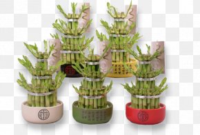 Grasses Fargesia Murielae Bamboo Garden Flowerpot Png