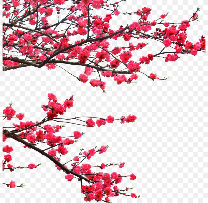 Ochna Integerrima Lunar New Year Graphic Design, PNG, 800x800px, Ochna Integerrima, Antithetical Couplet, Bing, Blossom, Branch Download Free