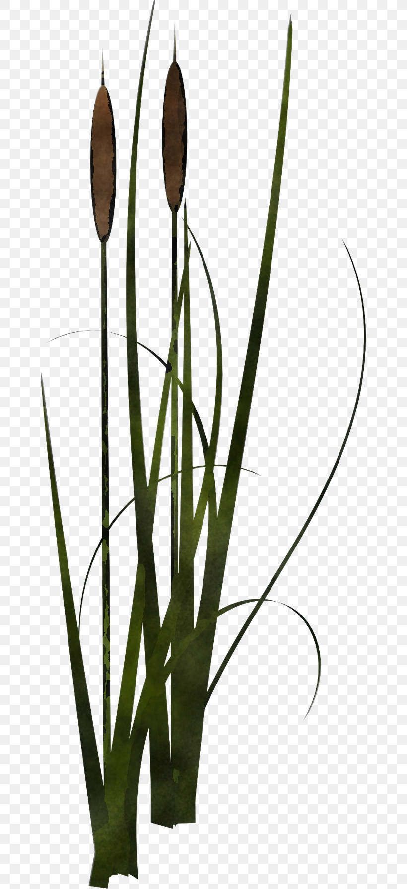 Plant Flower Bulrush Grass Family Plant Stem, PNG, 658x1791px, Plant, Allium, Bulrush, Flower, Grass Download Free