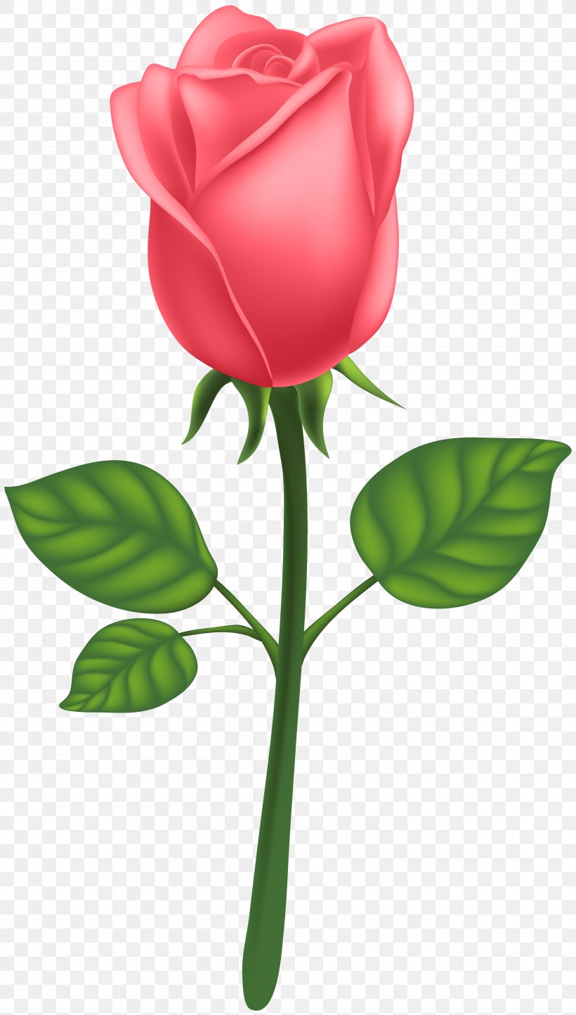 Garden Roses Centifolia Roses Petal Leaf Clip Art, PNG, 4546x8000px, Rose, Art, Art Deco, Clip Art, Flora Download Free