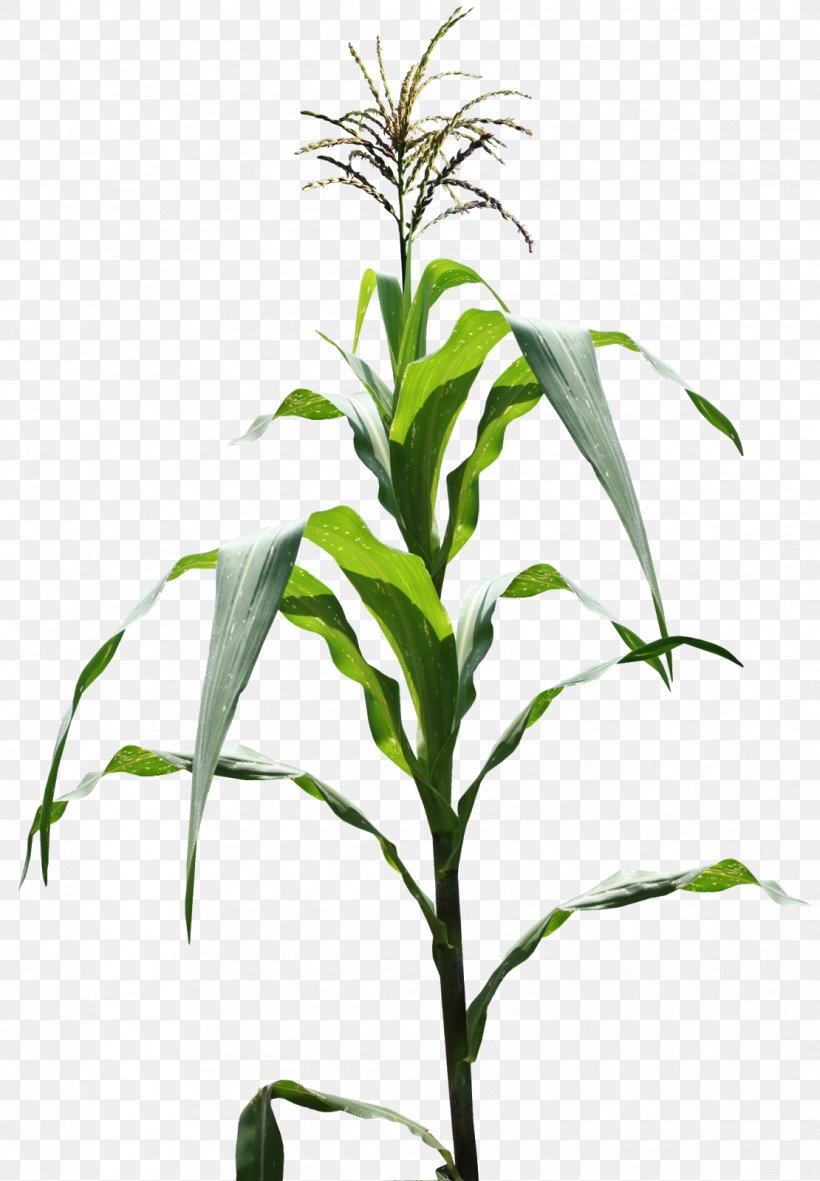Genetically Modified Maize Plant Field Corn Corn Flakes, PNG, 1110x1600px, Maize, Commodity, Corn Flakes, Crop, Field Corn Download Free