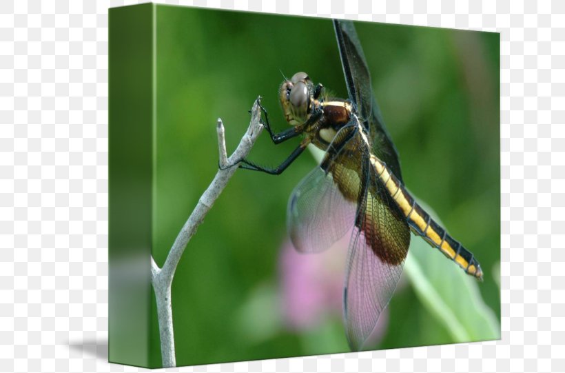 Honey Bee Dragonfly Pest, PNG, 650x541px, Honey Bee, Arthropod, Bee, Dragonflies And Damseflies, Dragonfly Download Free