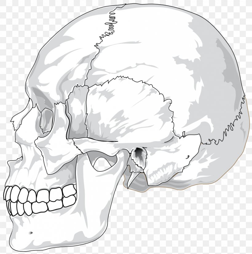 Human Skull Human Skeleton Anatomy Bone, PNG, 994x1000px, Watercolor, Cartoon, Flower, Frame, Heart Download Free