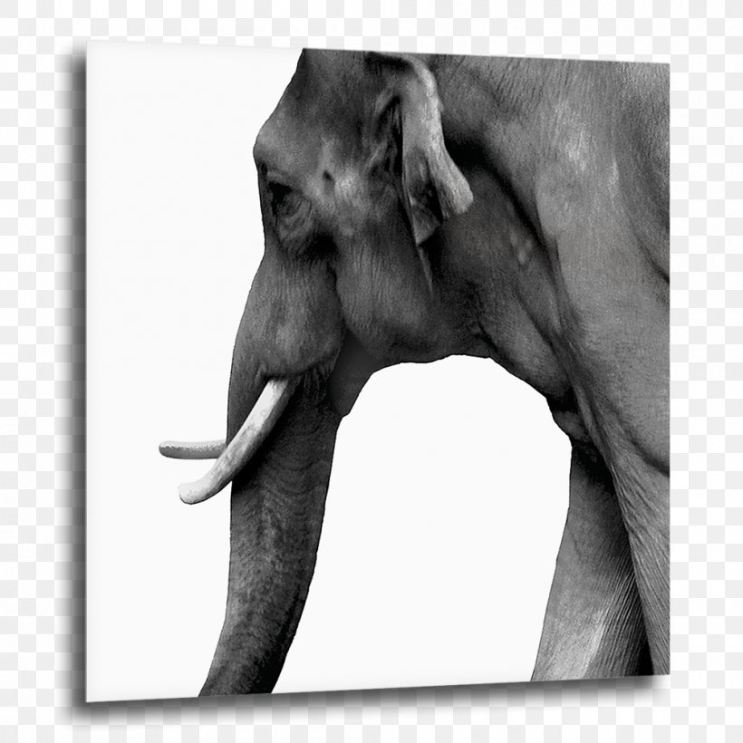 Indian Elephant African Elephant COGNOSCO Fotokunst & Design Elephantidae Art, PNG, 1000x1000px, Indian Elephant, African Elephant, Art, Berlin, Black And White Download Free