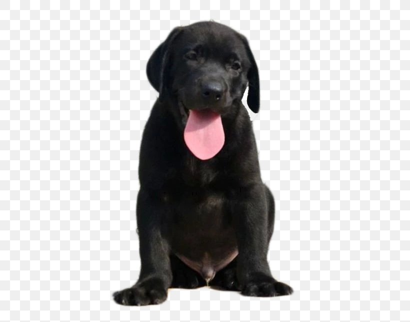 Labrador Retriever Patterdale Terrier Borador Puppy Dog Breed, PNG, 532x643px, Labrador Retriever, Adult, Black, Borador, Breed Group Dog Download Free