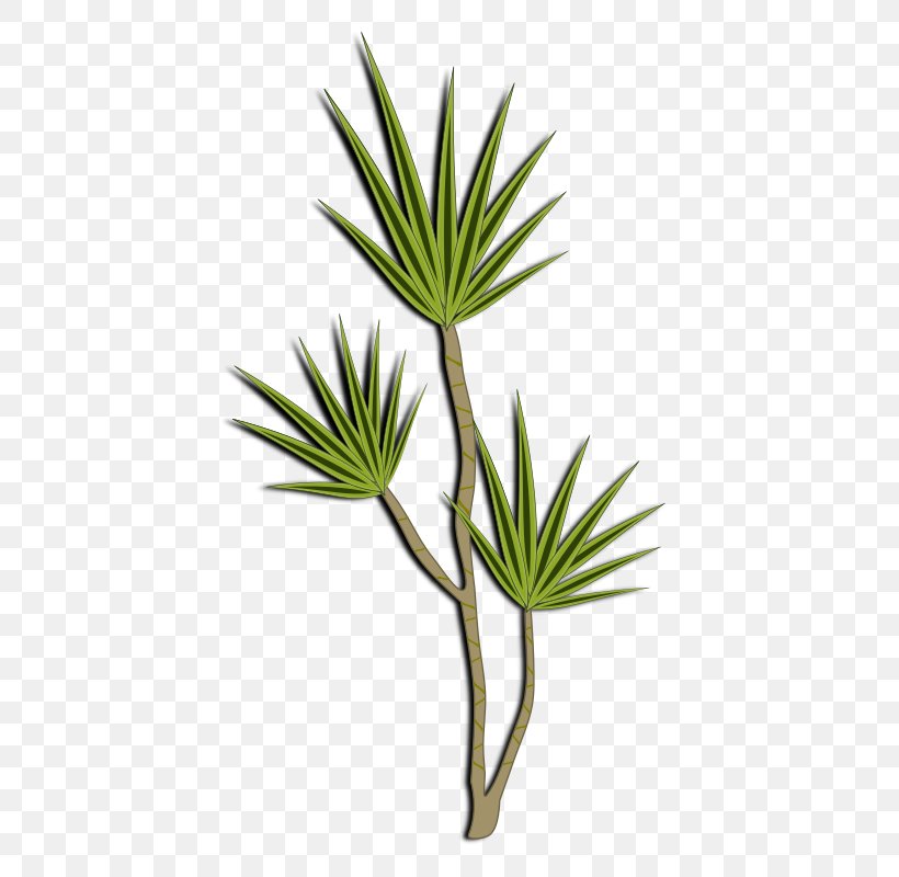 Plant Shrub Clip Art, PNG, 800x800px, Plant, Arecales, Branch, Desert, Dracaena Download Free