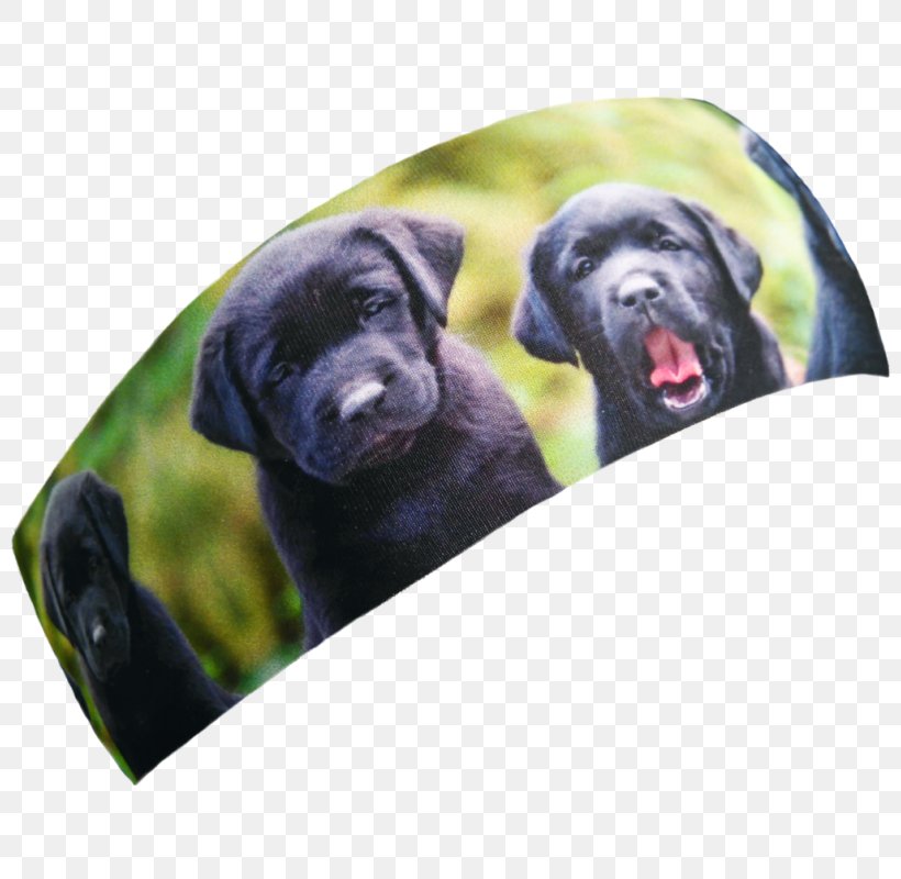 Labrador Retriever Puppy Dog Breed Sporting Group, PNG, 800x800px, Labrador Retriever, Breed, Carnivoran, Dog, Dog Breed Download Free