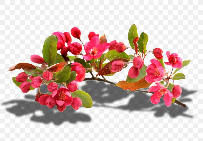 Image Photography Photomontage Illustration, PNG, 1600x1116px, Photography, Arctostaphylos, Blossom, Branch, Bud Download Free