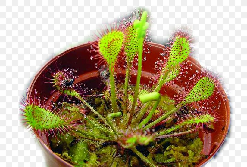 Round-leaved Sundew Drosera Capensis Drosera Binata English Sundew Carnivorous Plant, PNG, 740x556px, Drosera Capensis, Bog, California Pitcher Plant, Carnivorous Plant, Leaf Download Free