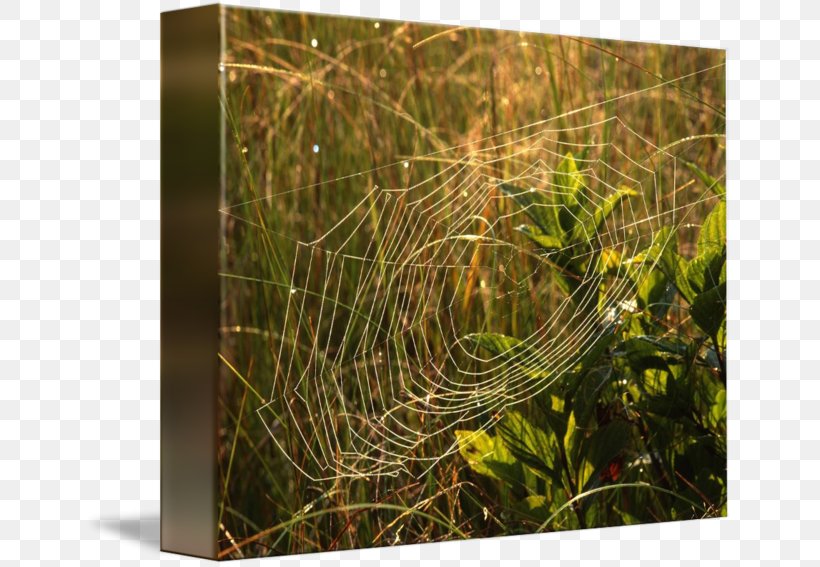 Spider Web, PNG, 650x567px, Spider Web, Grass, Invertebrate, Spider Download Free