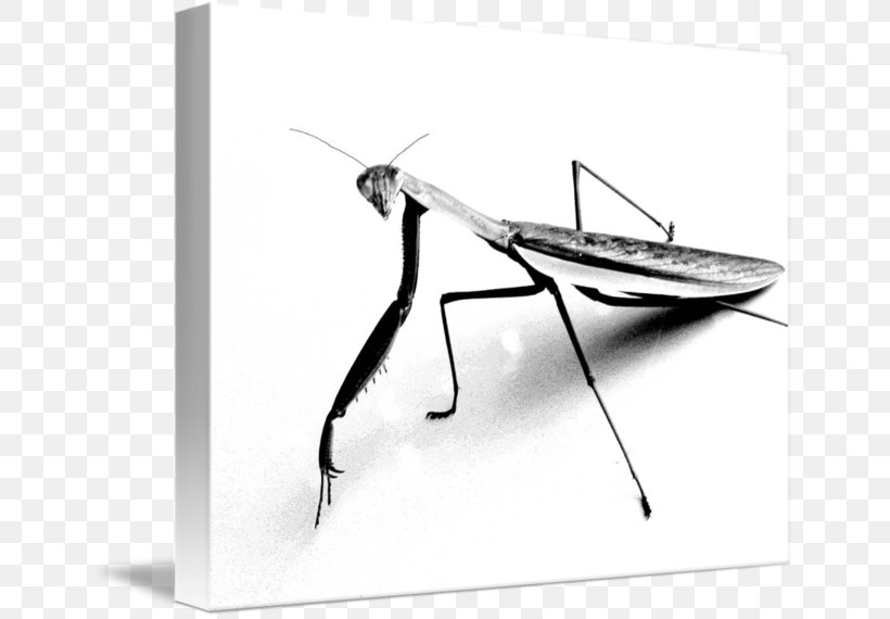 T-shirt Mantis Clothing Manny, PNG, 650x570px, Tshirt, Arthropod, Black And White, Clothing, Fashion Download Free