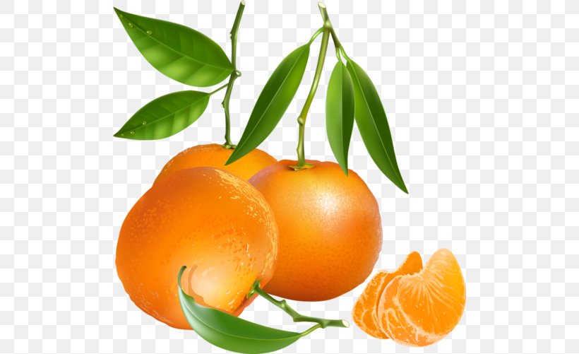 Tangerine Mandarin Orange Vector Graphics Clip Art, PNG, 500x501px, Tangerine, Bitter Orange, Calamondin, Chenpi, Citric Acid Download Free