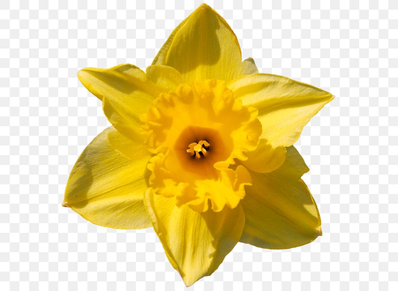 Yellow Flower Bouquet Jonquille, PNG, 600x600px, Yellow, Amaryllis ...