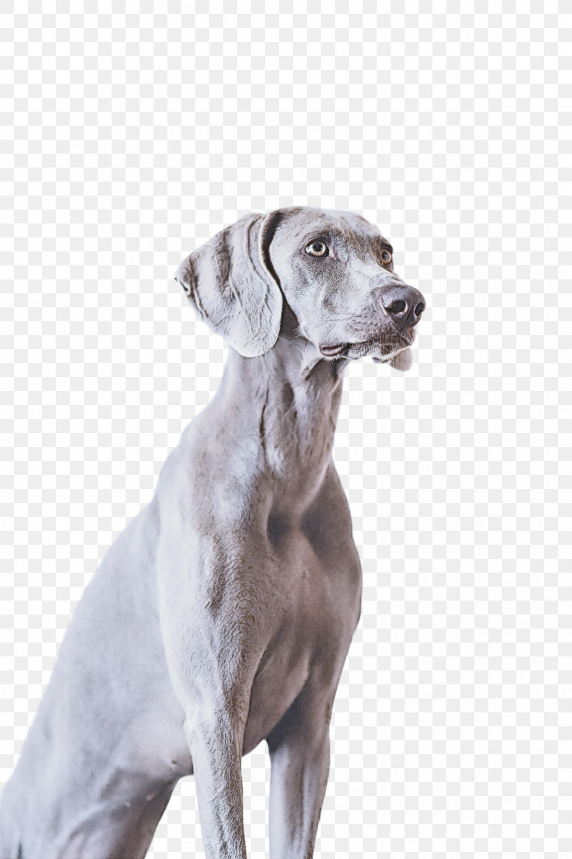 Dog Weimaraner Sporting Group Great Dane Pointing Breed, PNG, 1268x1902px, Dog, Companion Dog, Fawn, Great Dane, Nonsporting Group Download Free