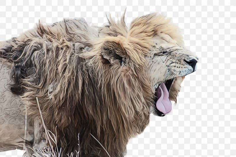 Lion Wildlife Big Cats Masai Lion Roar, PNG, 2448x1632px, Watercolor, Big Cats, Fur, Lion, Masai Lion Download Free