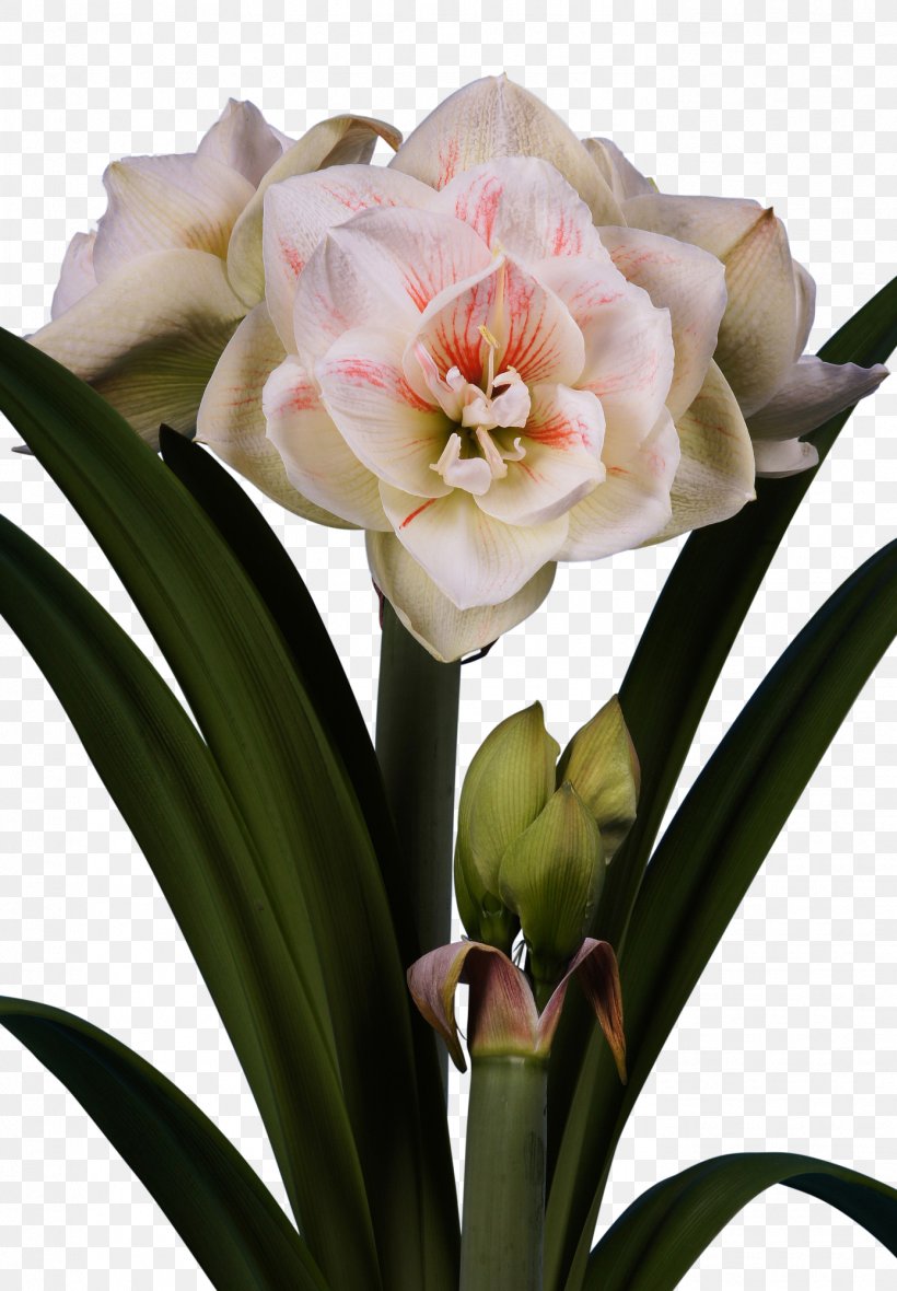Amaryllis Jersey Lily Bulb Cut Flowers, PNG, 1389x2000px, Amaryllis, Amaryllis Belladonna, Amaryllis Family, Bulb, Color Download Free