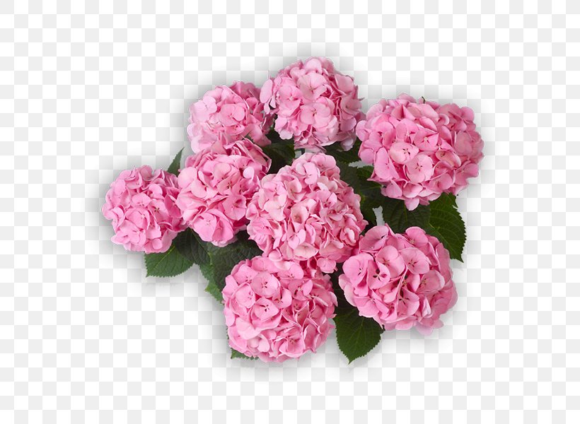 Cabbage Rose Garden Roses Pink Panicled Hydrangea Flower, PNG, 600x600px, Cabbage Rose, Annual Plant, Artificial Flower, Cornales, Cut Flowers Download Free