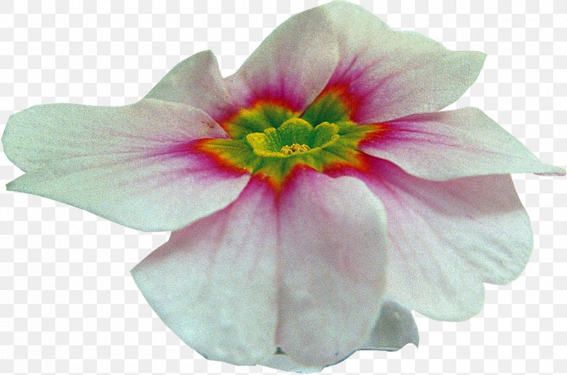 Mallows Herbaceous Plant Family, PNG, 1200x796px, Mallows, Family, Flower, Flowering Plant, Herbaceous Plant Download Free