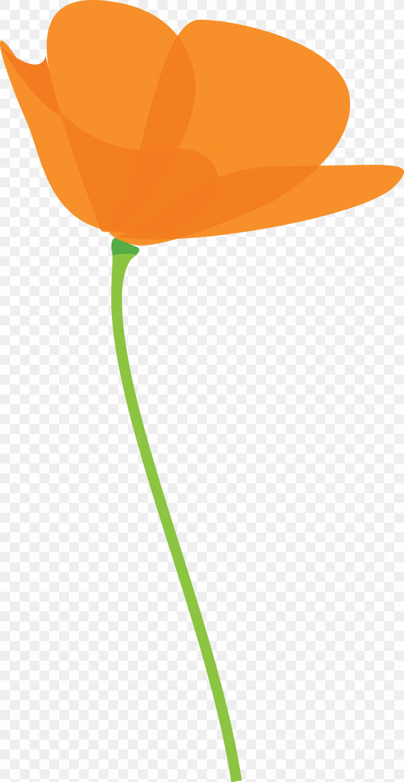 Poppy Flower, PNG, 1551x3000px, Poppy Flower, Anthurium, Flower, Lily Family, Orange Download Free