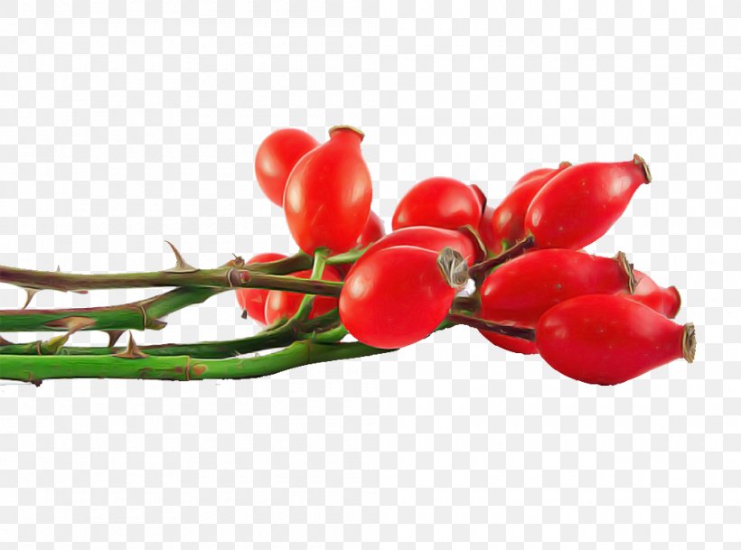 Red Plant Flower Fruit Vegetable, PNG, 1000x743px, Red, Branch, Flower, Fruit, Plant Download Free