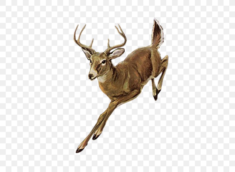 Roe Deer Red Deer Elk, PNG, 600x600px, Roe Deer, Animal, Antler, Blog, Centerblog Download Free