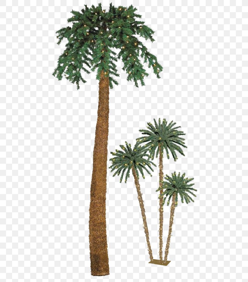 Asian Palmyra Palm Palmier De Noël Arecaceae Christmas Date Palm, PNG, 526x930px, Asian Palmyra Palm, Arecaceae, Arecales, Borassus, Borassus Flabellifer Download Free
