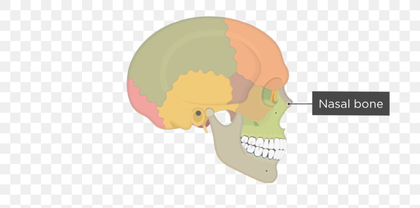 Skull Hip Bone Human Skeleton Pelvis, PNG, 770x406px, Skull, Anatomy, Bone, Ear, Facial Skeleton Download Free