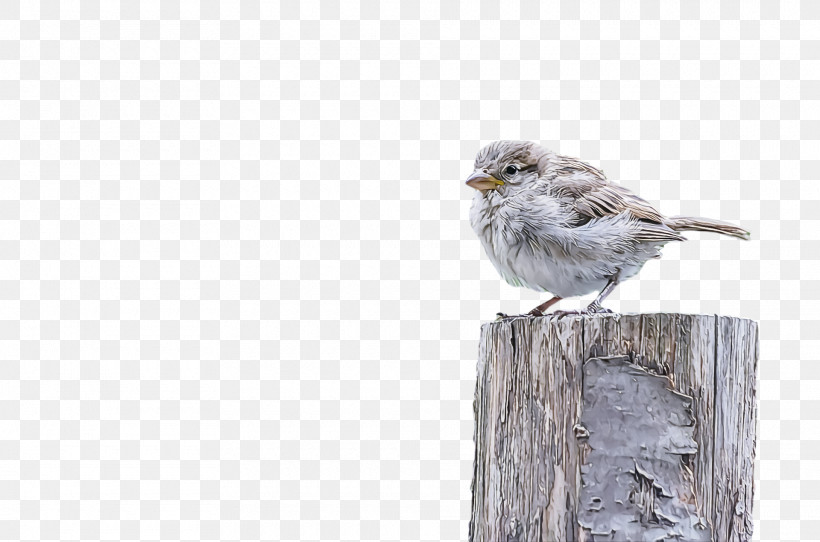 Bird, PNG, 1920x1270px, Bird, Atlantic Canary, Beak, Finch, House Sparrow Download Free
