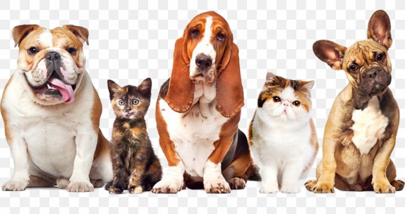 Dog–cat Relationship Dog–cat Relationship Pet Supporting Moods And Emotions Naturally, PNG, 942x499px, Dog, Carnivoran, Cat, Companion Dog, Dog Breed Download Free