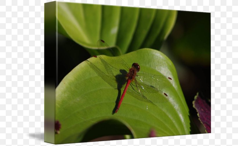 Dragonfly Insect Pest Leaf, PNG, 650x504px, Dragonfly, Dragonflies And Damseflies, Insect, Invertebrate, Leaf Download Free