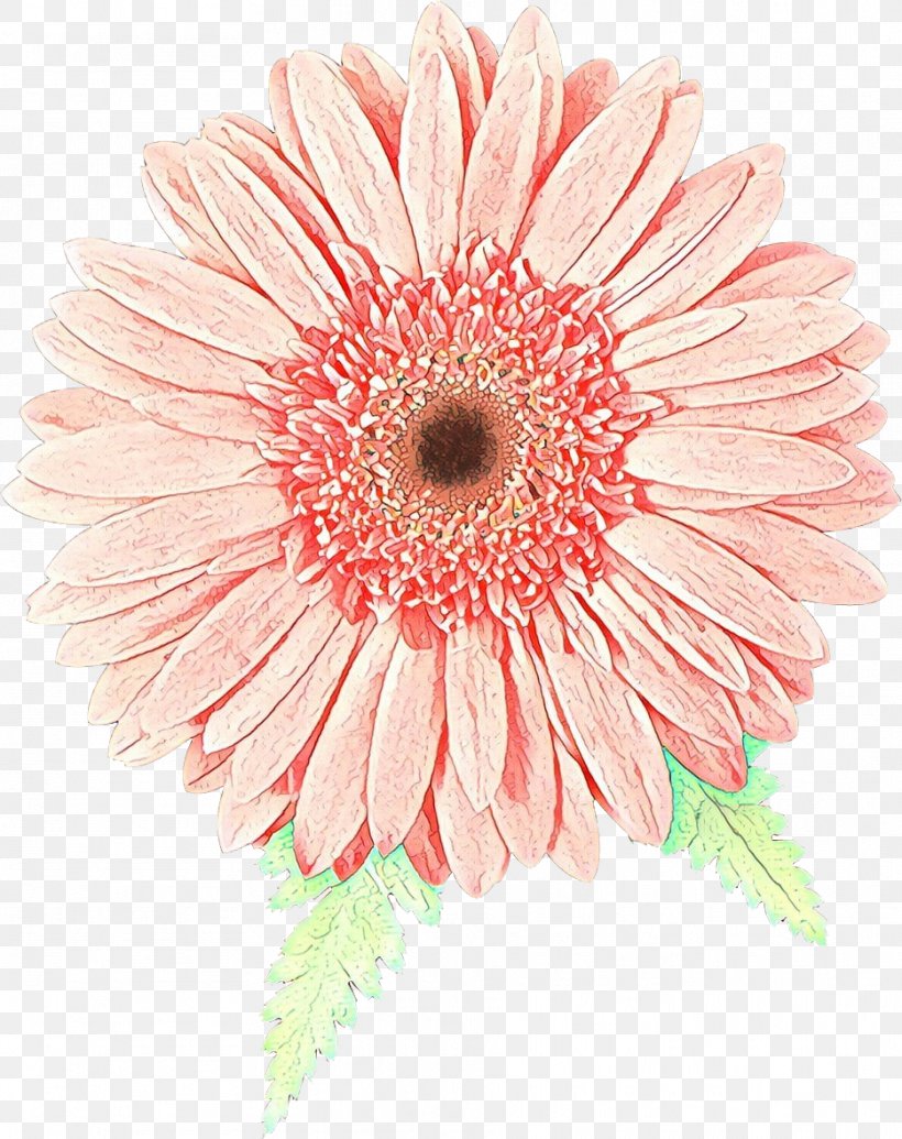 Flowers Background, PNG, 934x1180px, Transvaal Daisy, Asterales, Barberton Daisy, Chrysanthemum, Cut Flowers Download Free