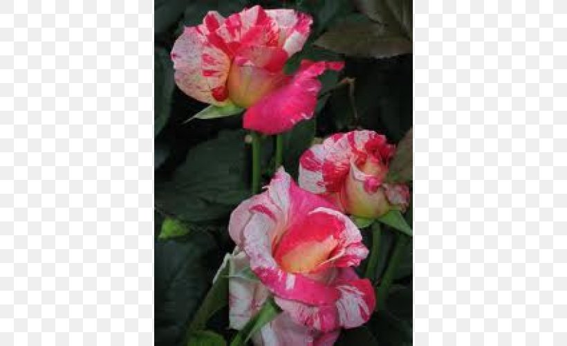 Rose Cut Flowers Pink Plant, PNG, 500x500px, Rose, Annual Plant, Begonia, Camellia, Canna Family Download Free