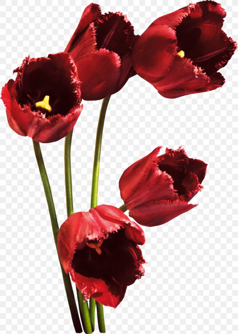 Tulip Flower Bouquet Red Petal, PNG, 911x1280px, Tulip, Artificial Flower, Cut Flowers, Flower, Flower Bouquet Download Free