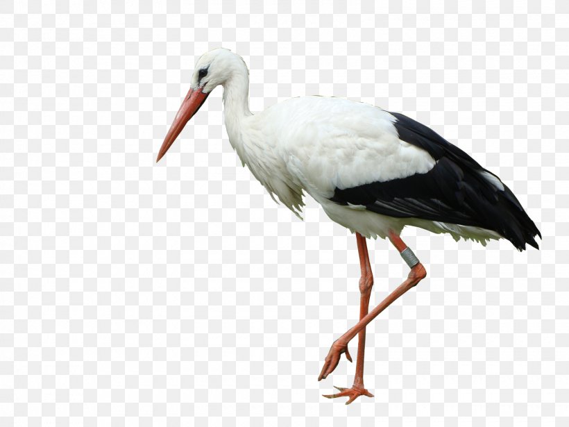 White Stork Bird Marabou Stork Crane, PNG, 1600x1200px, White Stork, Beak, Bird, Ciconiiformes, Crane Download Free