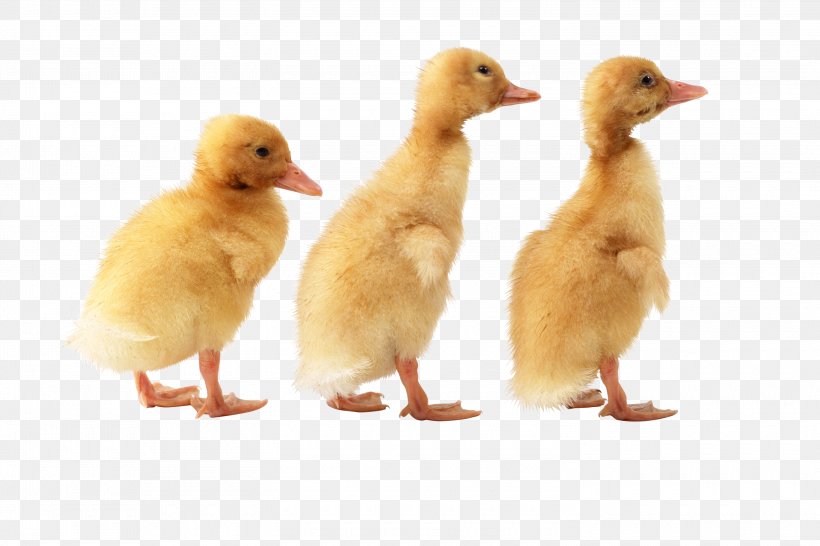 American Pekin Duck Goose Image File Formats, PNG, 3000x2000px, American Pekin, Beak, Bird, Chicken, Display Resolution Download Free