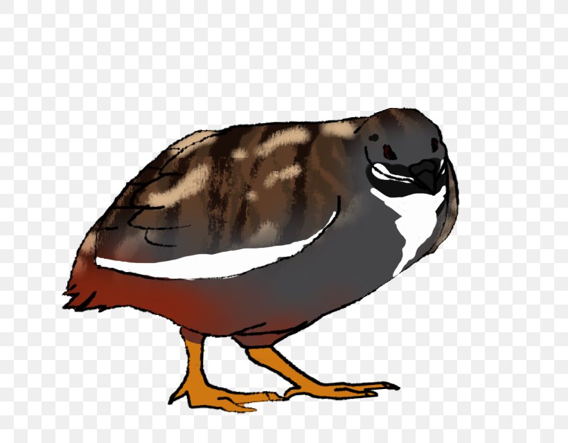 Duck Goose Fauna Beak, PNG, 800x640px, Duck, Beak, Bird, Ducks Geese And Swans, Fauna Download Free