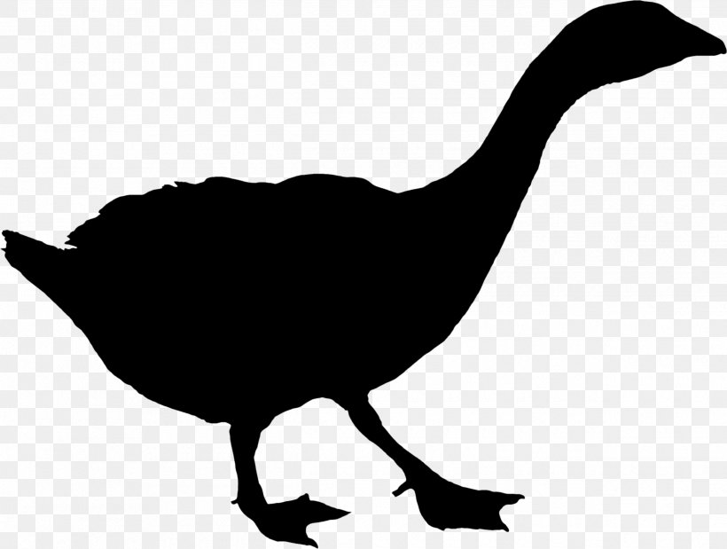 Duck Goose Landfowl Clip Art Fauna, PNG, 2490x1880px, Duck, Beak, Bird, Ducks Geese And Swans, Fauna Download Free