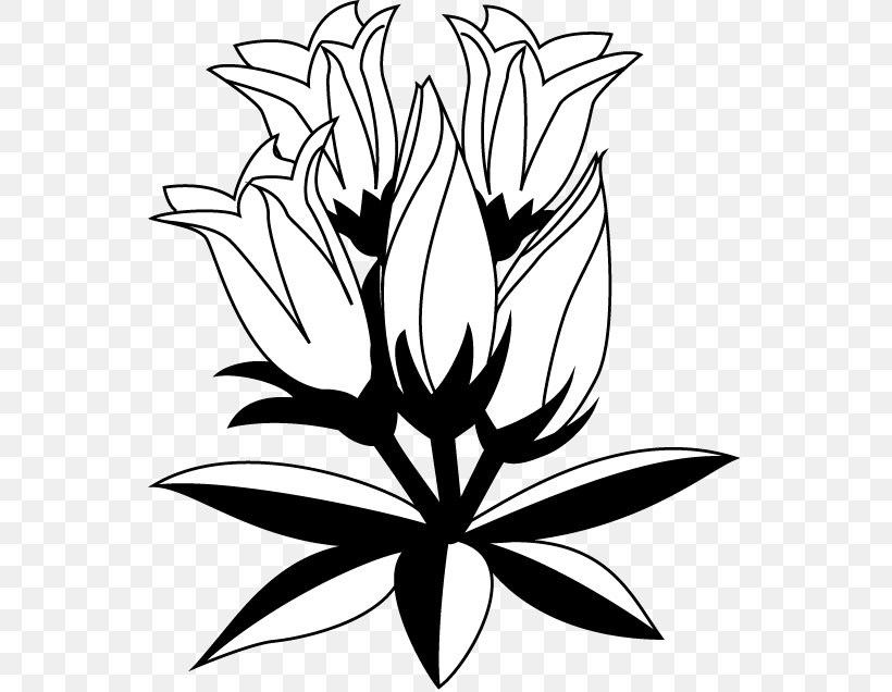 Gentiana Scabra Floral Design Drawing Clip Art, PNG, 547x636px, Gentiana Scabra, Artwork, Autumn, Black And White, Drawing Download Free