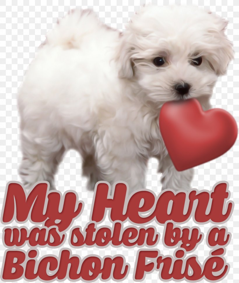 Maltese Dog Havanese Dog Bolognese Dog Bolonka Toy Poodle, PNG, 1023x1213px, Maltese Dog, Bichon, Bichon Frise, Bolognese, Bolognese Dog Download Free