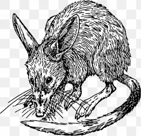 Rat & Mouse - Bandicoot Download Clip Art PNG