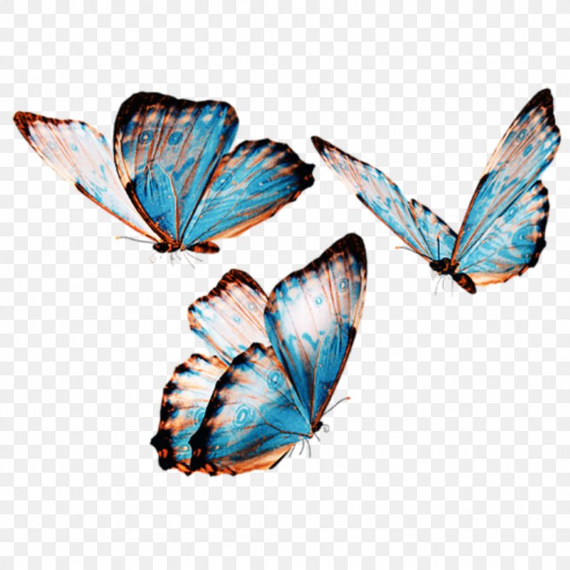 Butterfly Cartoon, PNG, 1024x1024px, Menelaus Blue Morpho, Apatura, Blue, Brushfooted Butterfly, Butterflies Download Free