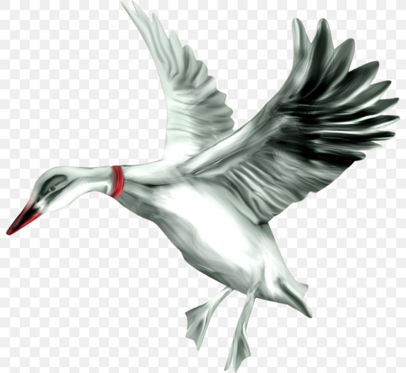 Duck Bird Flamingos Clip Art, PNG, 800x752px, Duck, Animal, Ardea, Beak, Bird Download Free
