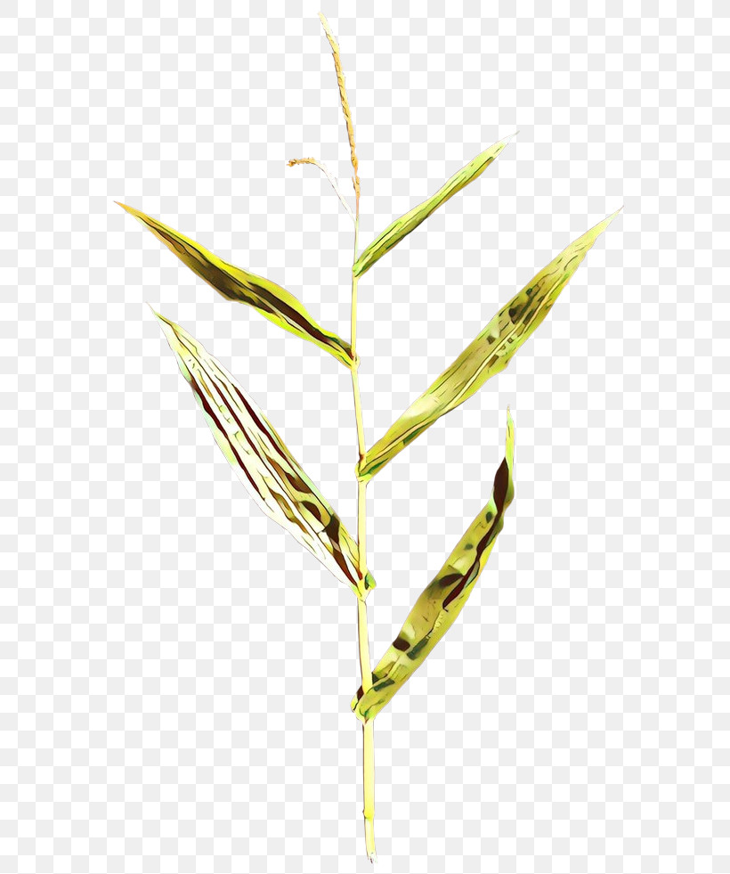 Elymus Repens Plant Leaf Grass Family Grass, PNG, 600x981px, Elymus Repens, Flower, Grass, Grass Family, Leaf Download Free