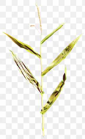 Elymus Repens Plant Leaf Grass Family Grass PNG