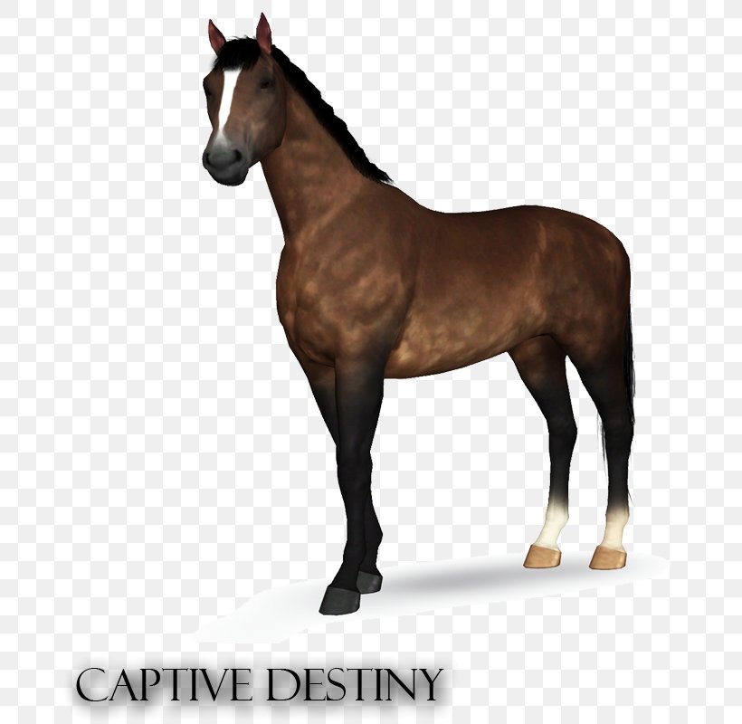 Stallion The Sims 3 Hanoverian Horse Foal Pony, PNG, 700x800px, Stallion, Bridle, Colt, Equestrian, Equine Coat Color Download Free