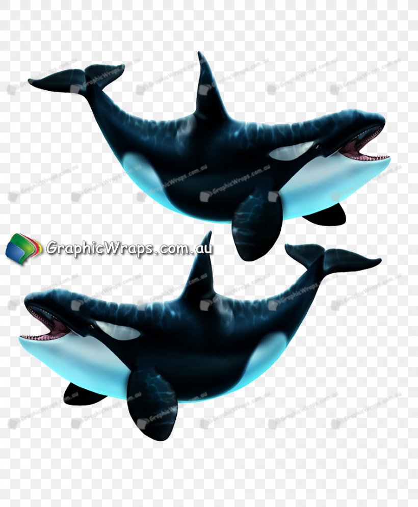 Common Bottlenose Dolphin Porpoise Marine Mammal Cetacea, PNG, 884x1073px, Common Bottlenose Dolphin, Animal, Bottlenose Dolphin, Cetacea, Dolphin Download Free