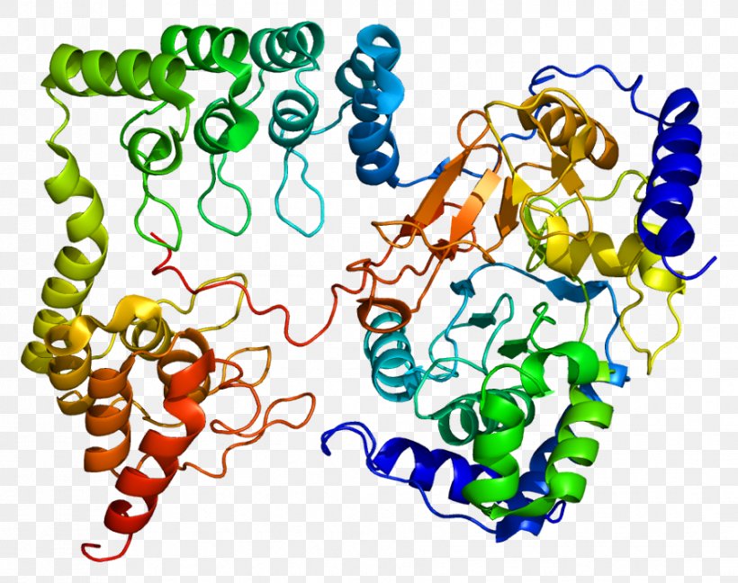 Myosin-light-chain Phosphatase PPP1R12A MYLK Protein Phosphatase 1 PPP1CB, PNG, 892x705px, Mylk, Area, Art, Body Jewelry, Enzyme Download Free