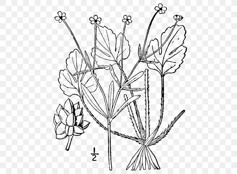 Twig Cut Flowers Floral Design Leaf Plant Stem, PNG, 487x600px, Twig, Black And White, Book, Branch, Coloring Book Download Free